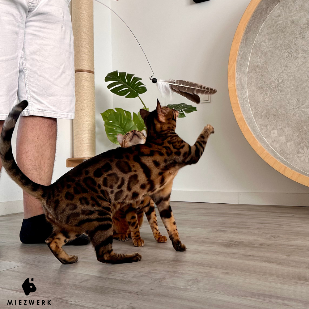 Katzenangel Pure Line